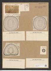 Campylodiscus undulatus Grev. (de-Toni-Nr.: Genus 57, Species 2447) Zeichnungen Sammlung Grunow Nr. 4915 (NHMW-BOT-W0373120)